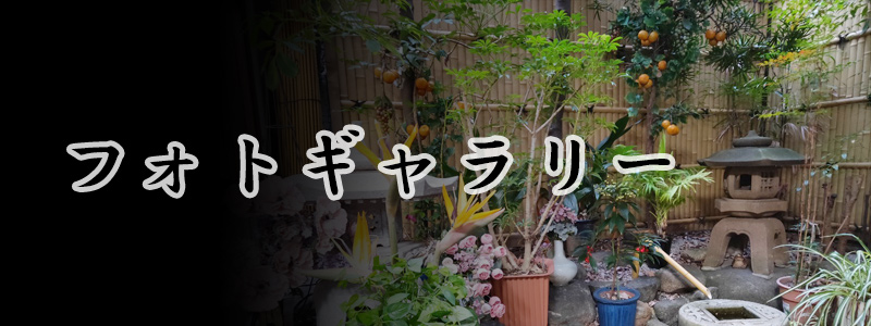 フォトギャラリー